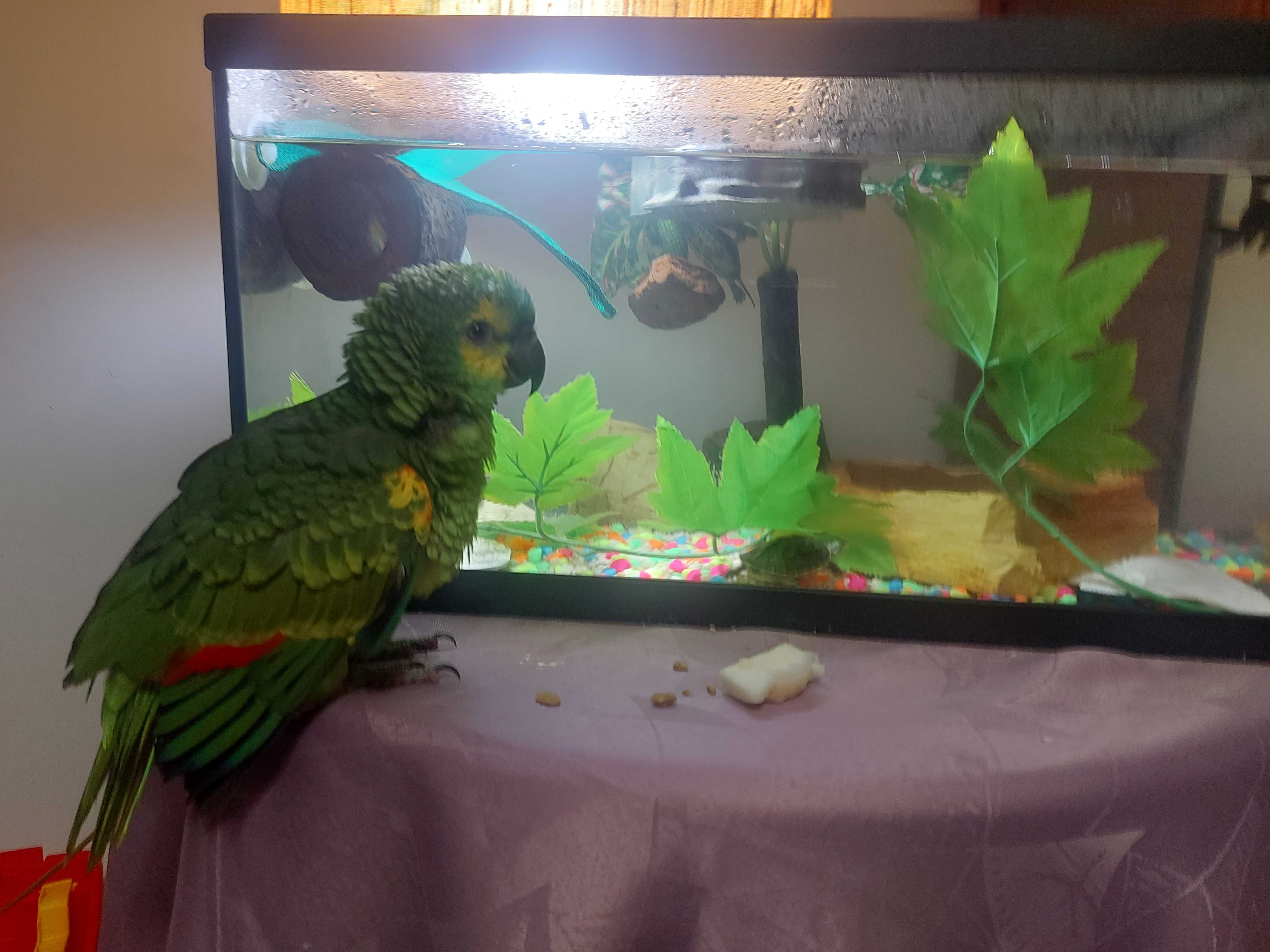 Vendo papagaio aestiva