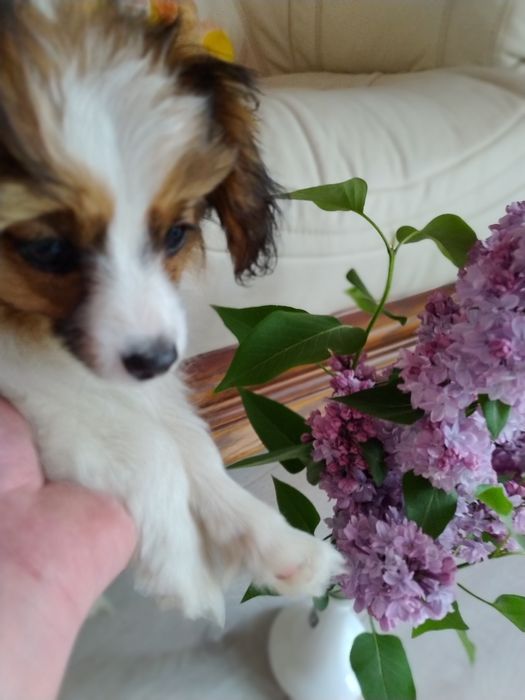 Папійон Фален дівчинка