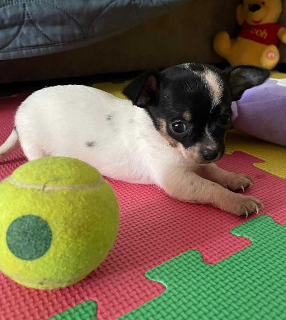 Chihuahua Macho Bebé