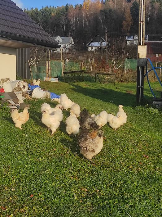 Silki USA 7-miesięczne