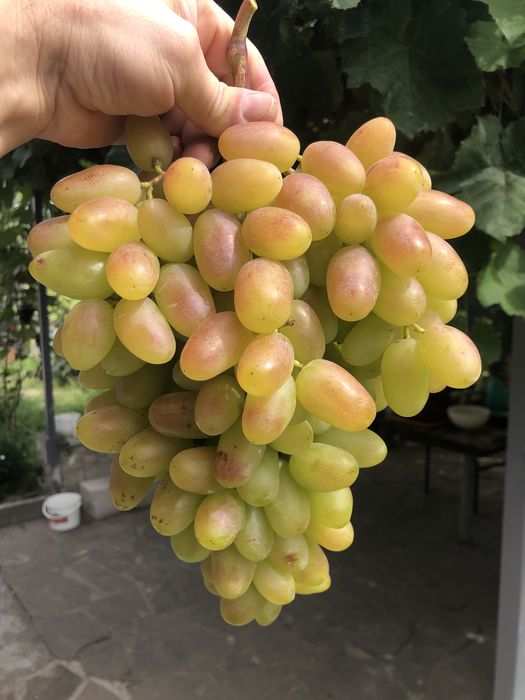 Саджанці та Черенки винограда