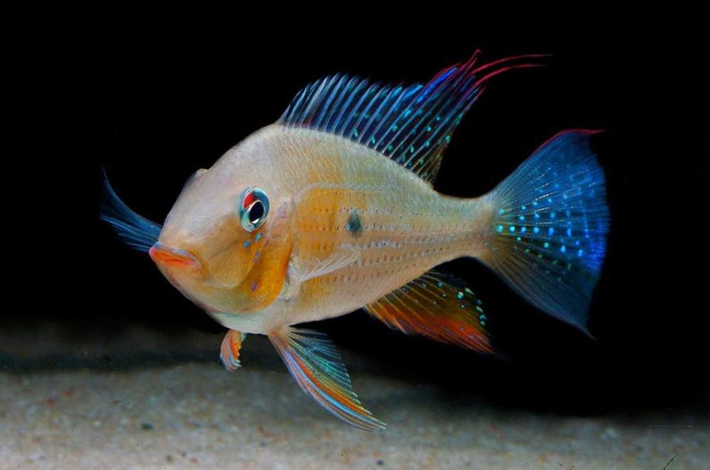 Kopik Heckela - F1 - Acarichthys heckelii - Kropik - Ziemiojad - dowóz