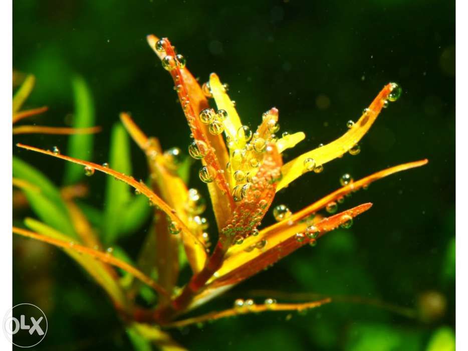 Kit de fertilização para aquários plantados