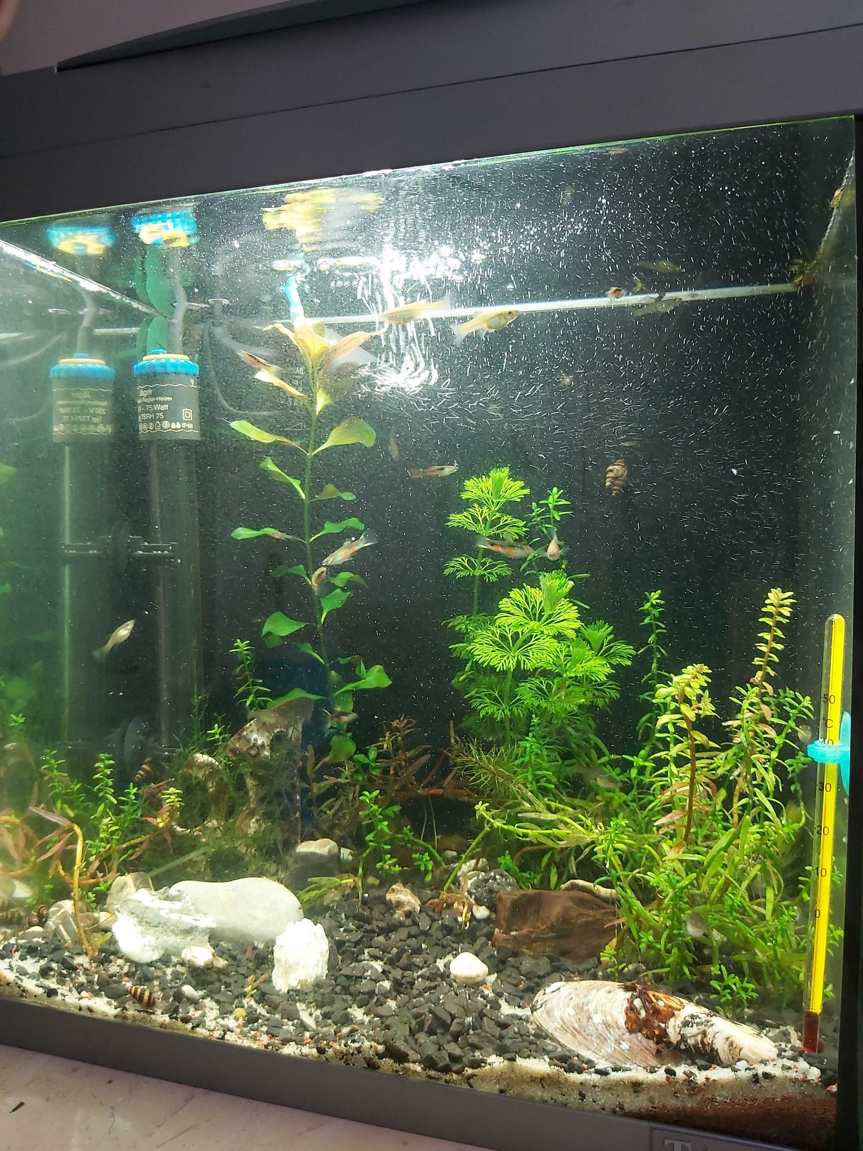 Akwarium Tetra 30l. z życiem