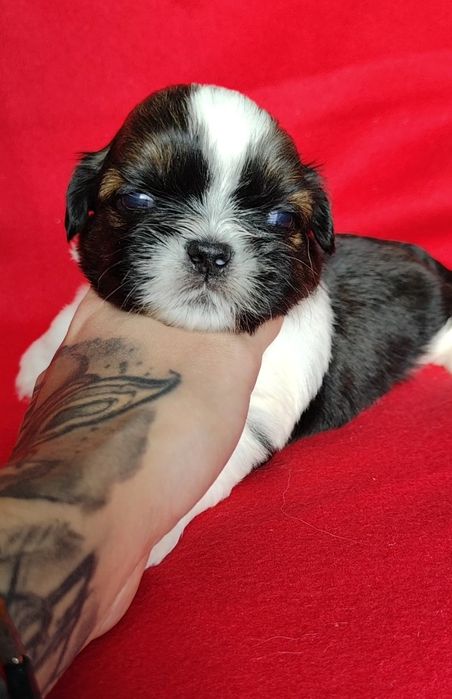 Ginger pies Shih Tzu wyjątkowy cudowny odbiór grudzień