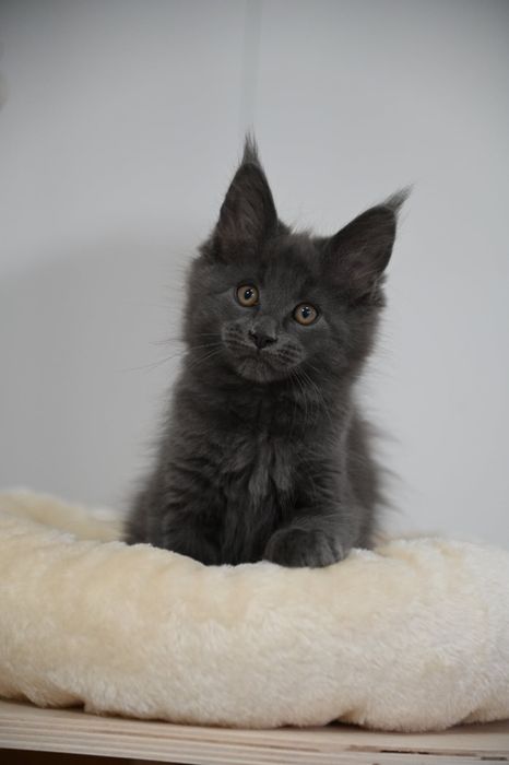 Piękna kotka Holly Maine Coon