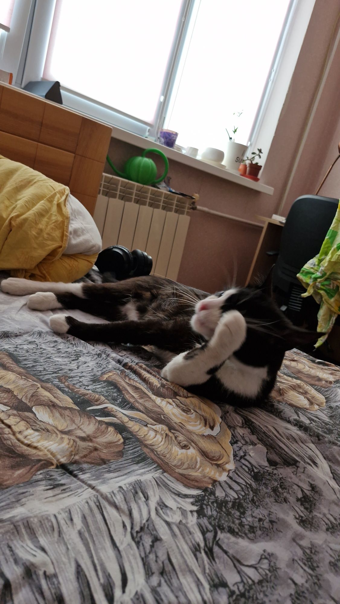 Котик в пошуках нової сім'ї