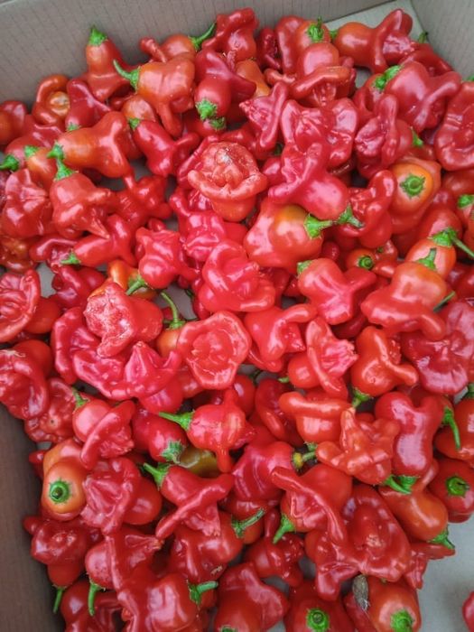 Vendo malaguetas muito picantes em forma de sinos