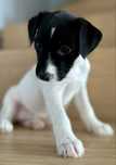 Parson Russell Terrier - suczka MARGE