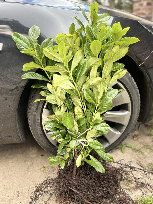 Laurowisnia  Novita goly korzen 60-80cm