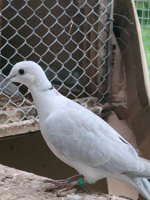 Sprzedam gołąbki cukrówki