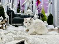 Prześliczny kotek rasy Ragdoll z rodowodem FPL/FIFE - Rezerwacja !!!