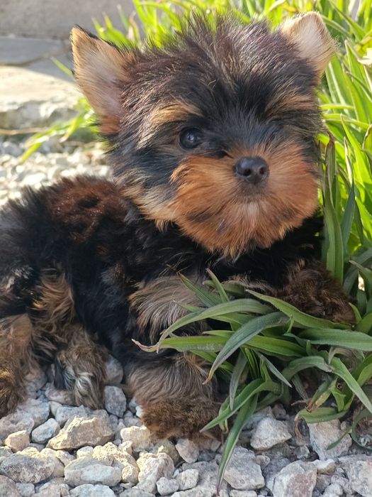 Хлопчик йорчик красень