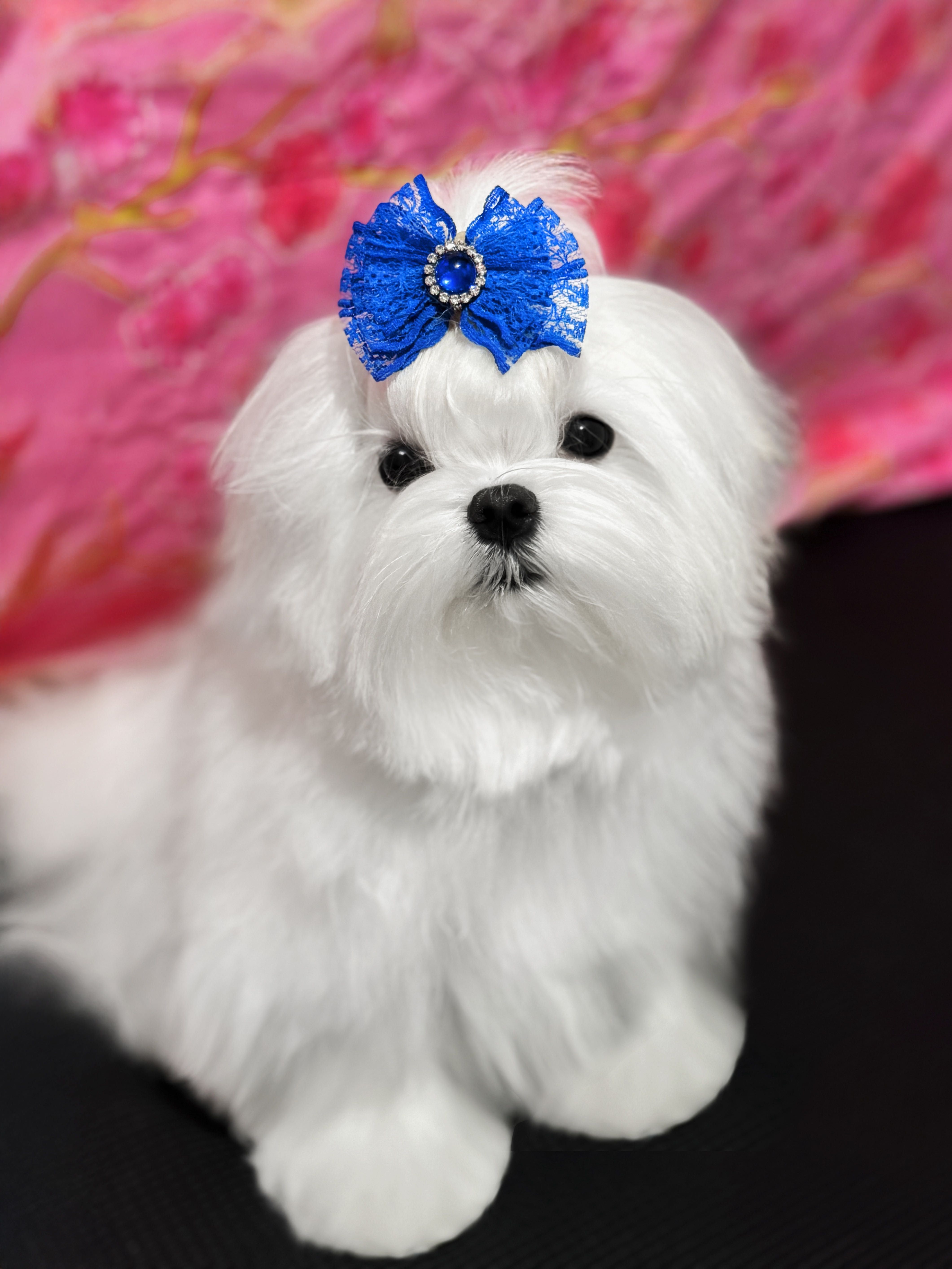 Цуценя мальтезе .