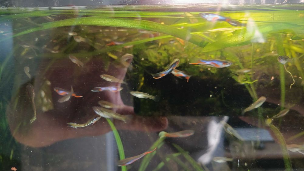 Głupiki Endlera Endlerki rybki