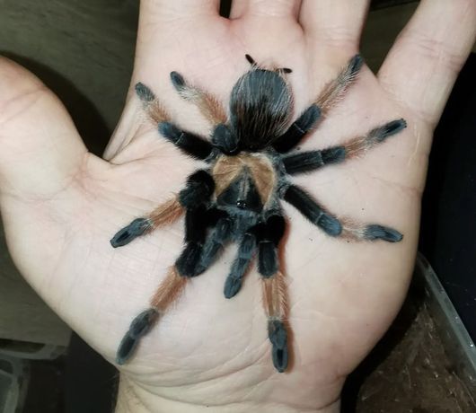 Brachypelma emilia паук птицеед для новичков