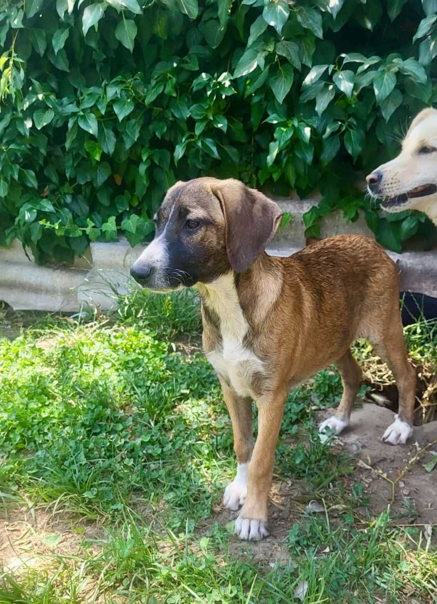 TRUFLA  4 mies sunia uratowana w Bułgarii do adopcji
