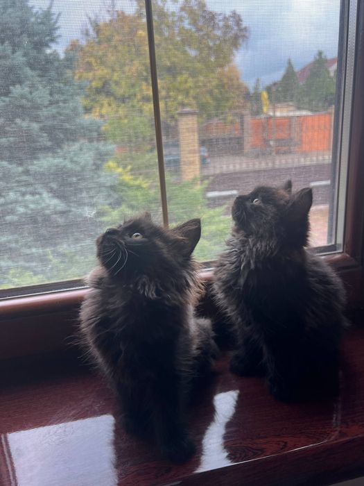 Отдам котят в хорошие руки