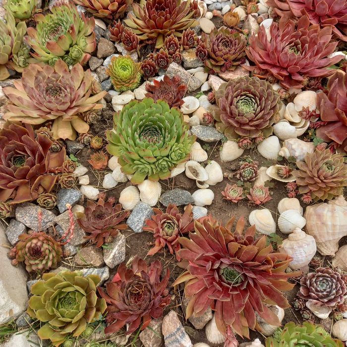 Молодило, кам'яна троянда, набір з 50+ штук,  мінімум 30 різних сортів