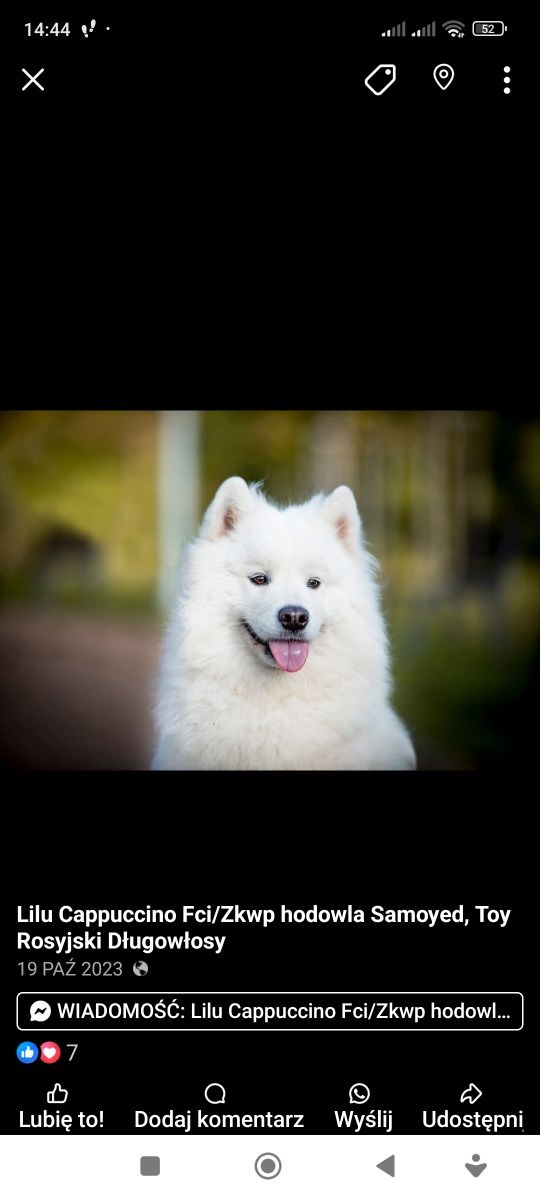 Szczeniak samoyed FCI DZIEWCZYNKA
