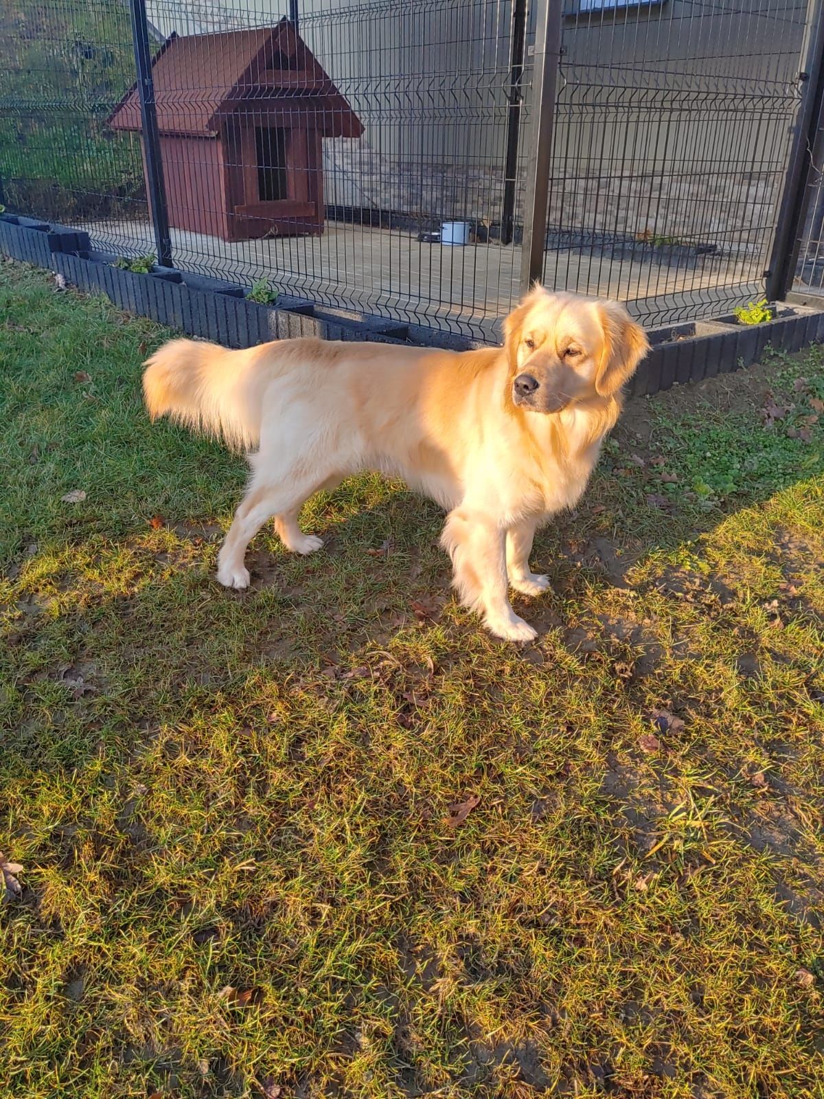 Golden Retriever Reproduktor