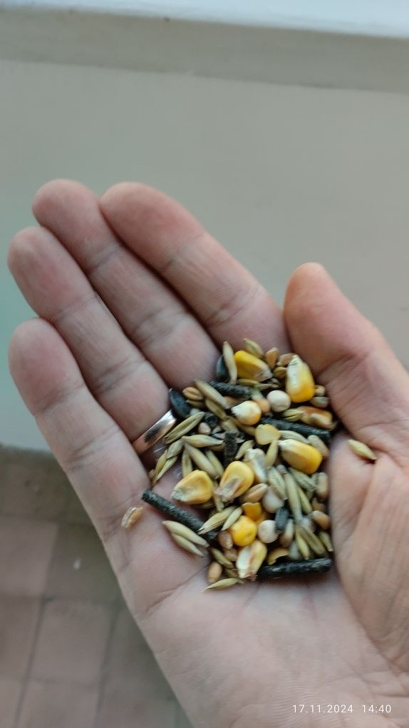 Продам корм для гризунів.