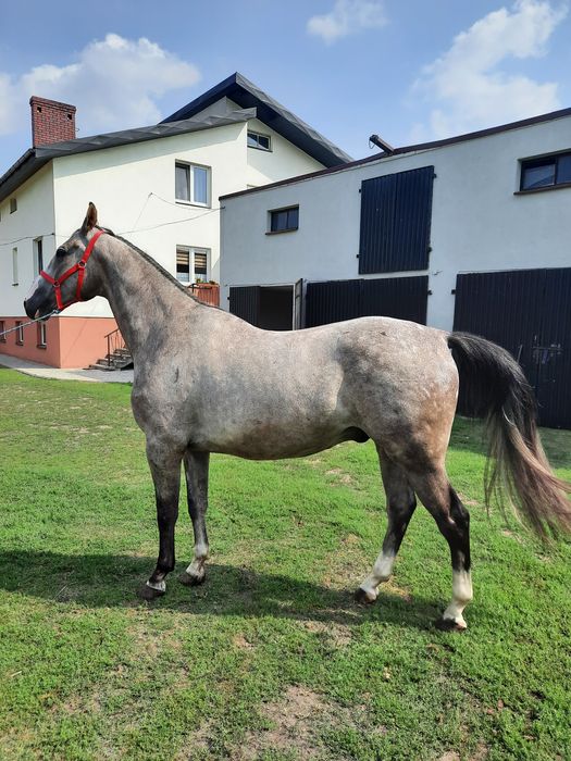 Konie Lądek Rekreacja Sport