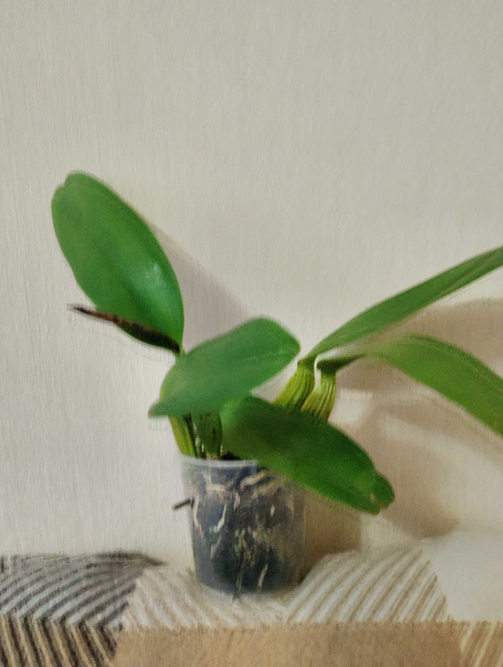 Орхидея Каттлея (Cattleya White with Red lip).