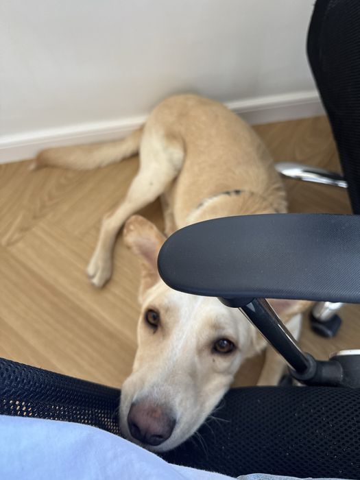 Opieka nad psem w domu – małe i średnie psy, cały tydzień, weekendy