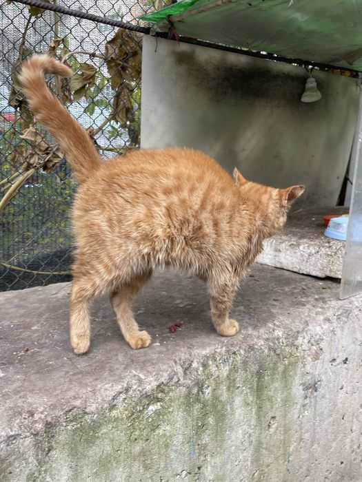 Рыжее счастье!!! Большая редкость рыжая девочка которая живет на улице