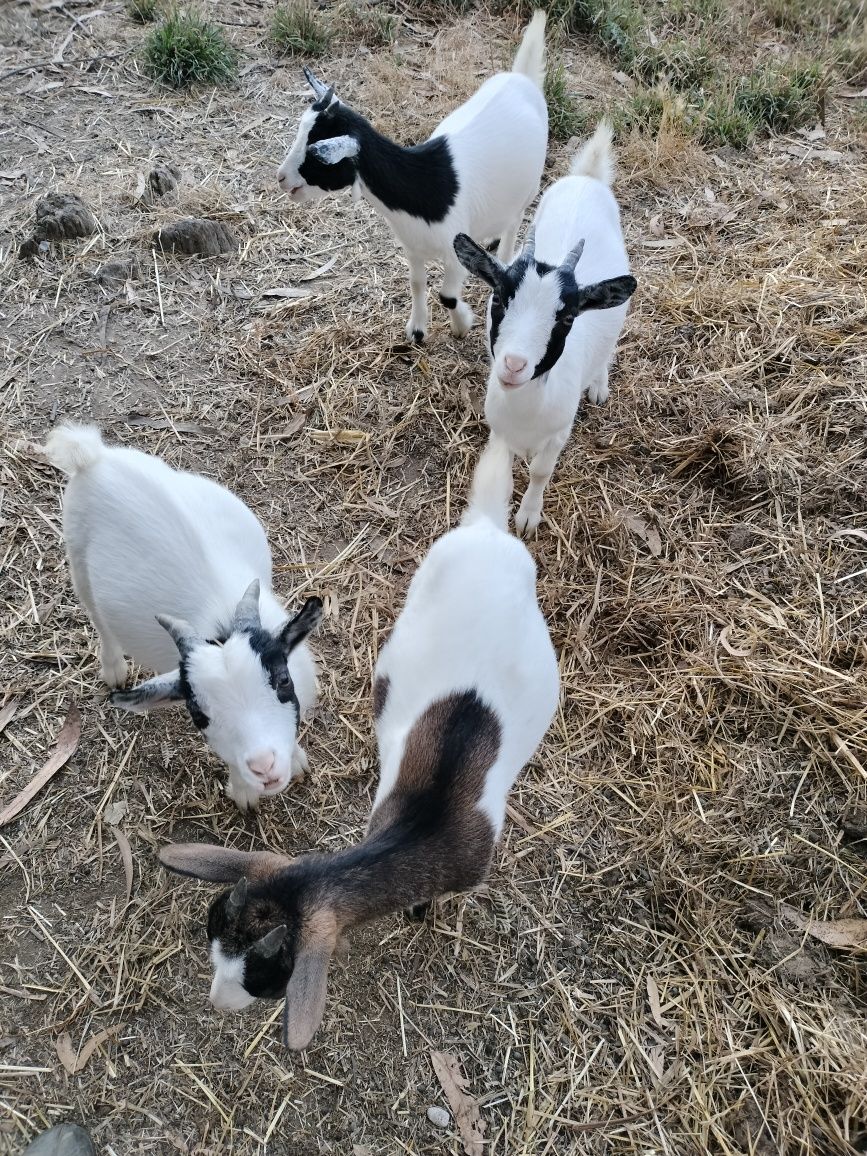 Vendo quatro cabritos raça anã fofos e muito bonitos.