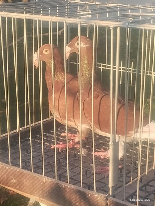 Rzeszowski gołębie rzeszowskie