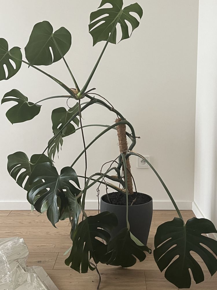 Monstera duza na palu bambusowym