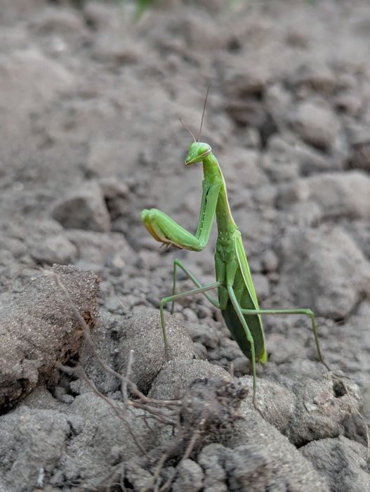 Бесплатно отдам.