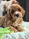 Cavapoo piekny chlopczyk