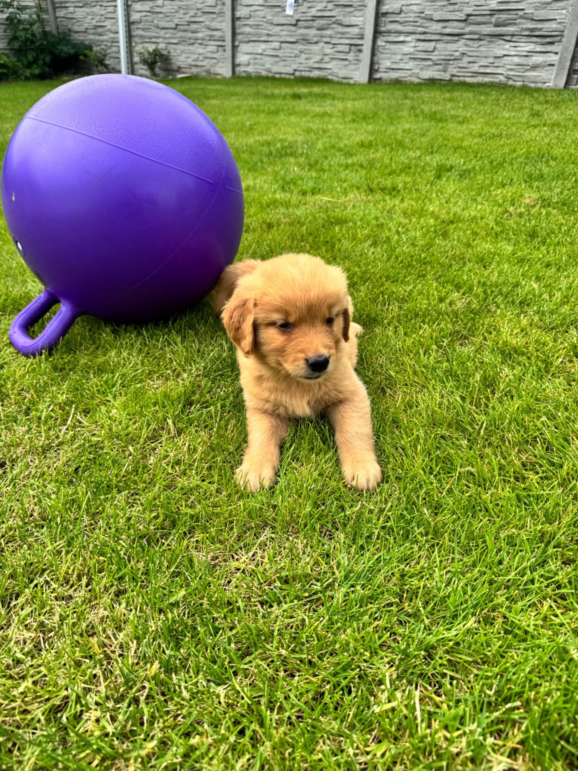 Golden retriever