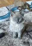 Kocurek blue mink ragdoll/cherubim