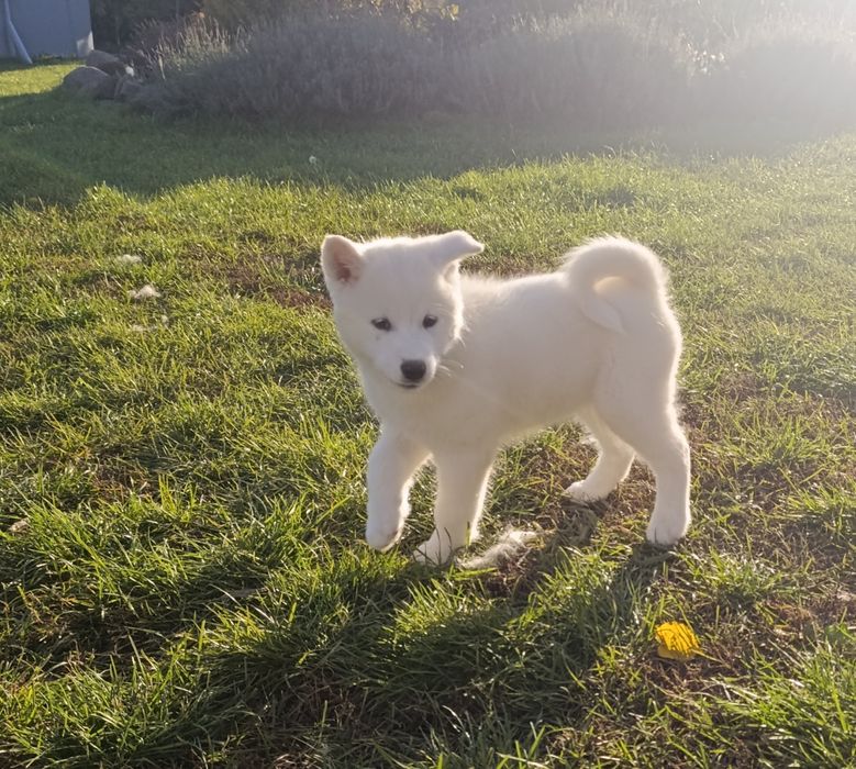 Samojed samoyed FCI okazja