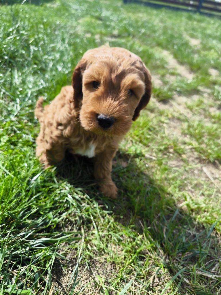Cockapoo F1 Śliczny chłopak - BADANIA