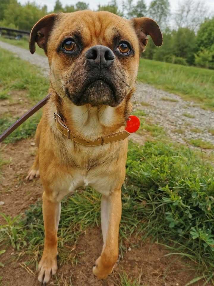 Odys czeka na dom...