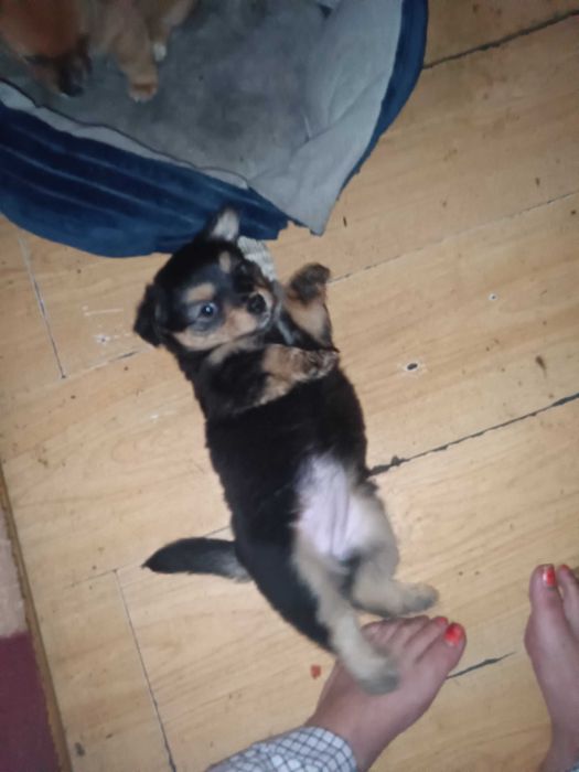 Oddam za darmo szczeniaki