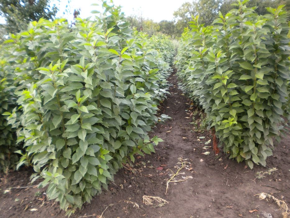 Подвой підщепа  Кольт,Айва ВА-29,  М9 62-396 М7 евріка бест-3