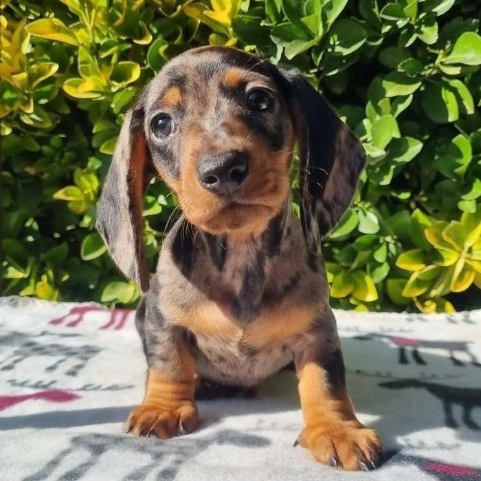 Унікальні мраморні таксенята з розкішною шерстю та чудовою соціалізаці