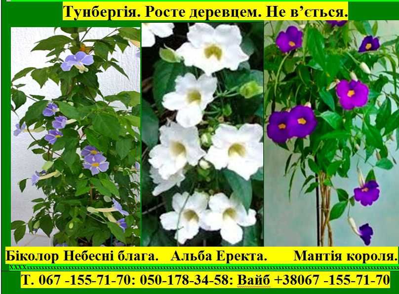 Тунбергія древовидна Більбергія Соландра Кімнатні рослини квіти