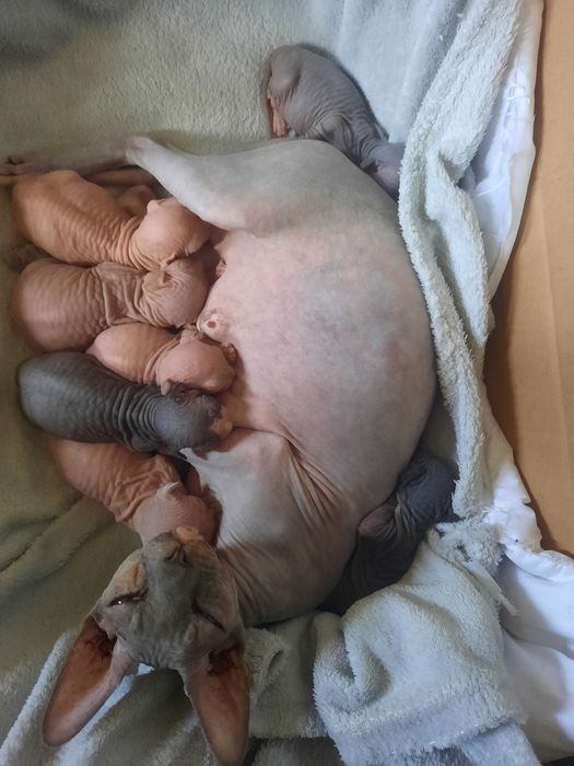 Котята канадского сфинкса