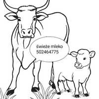 Świeże mleko od krowy