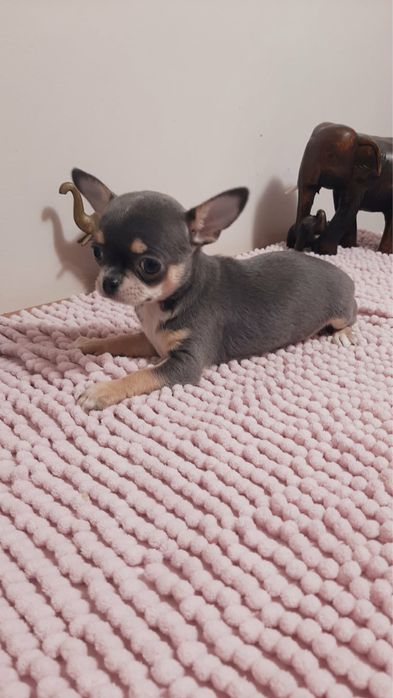 Sprzedam śliczną sunie rasy Chihuahua - niebieska