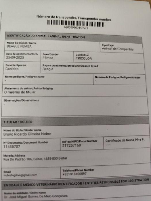 Beagle tricolor lop e afixo