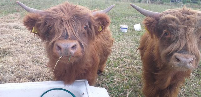 Bydło Szkockie Highland Cattle Byczek 2 lata