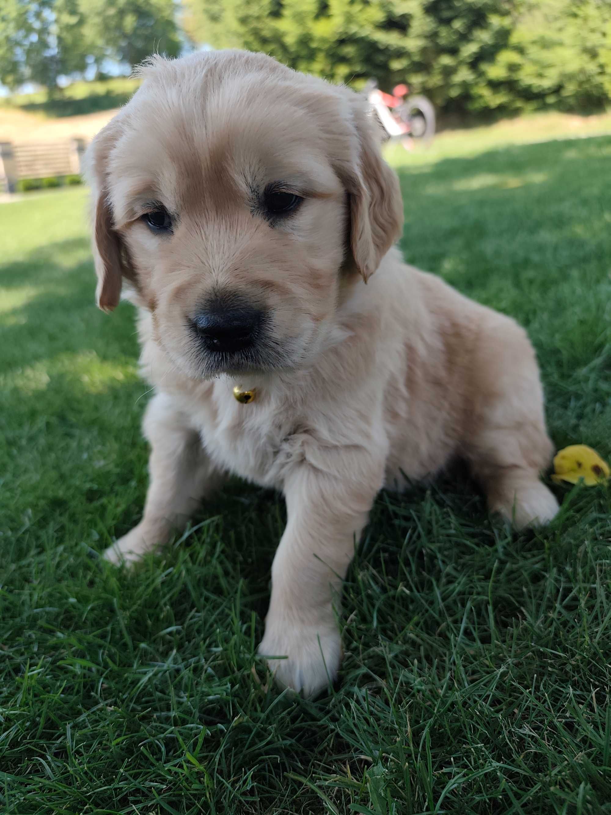 Golden Retriever